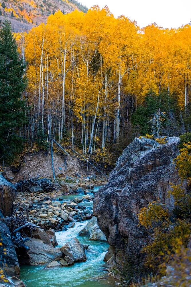 End of year fall foliage